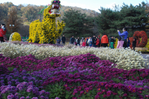 국화꽃 향기에 취했어요