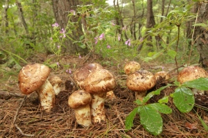 영덕 특산물 경제 성장 한축
