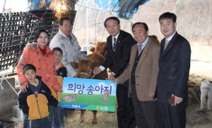 농협 청도군지부, 다문화가정에 암송아지 전달
