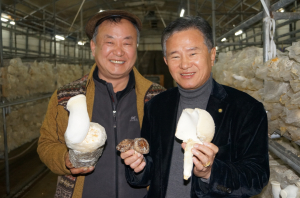 안동, 대왕버섯 재배 성공 '화제' 