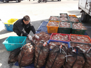 포항해경 암컷대게 불법 포획한 40대 검거 
