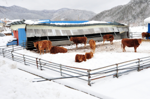 2월 '폭설대란' 설마가 雪魔로 변해