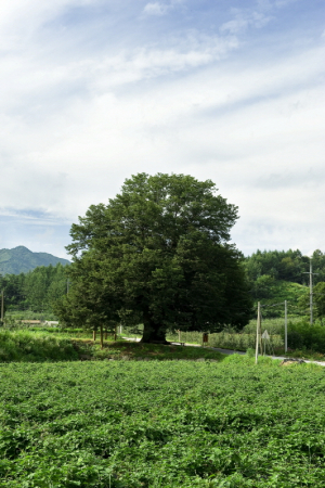 번영 기원 조상들의 염원, 영구 보존한다    