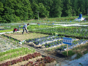 예천온천, 주말농장 조성해 분양