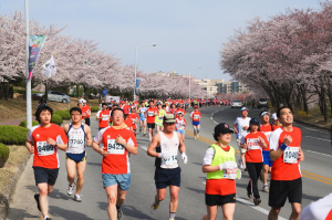 경주벚꽃마라톤대회 보문단지서 개최
