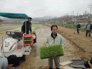 칠곡 기산면서 10일 도내 첫 모내기 