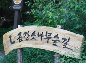금강소나무 숲길로 보약먹으로 간다