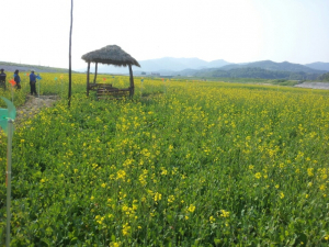 낙동강변 유채꽃 조성