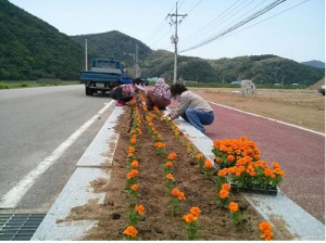 영덕읍, 여름철 손님맞이 오색 꽃길 조성