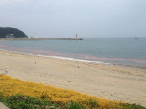 울진군, 적조예찰 강화와 방제장비 가동