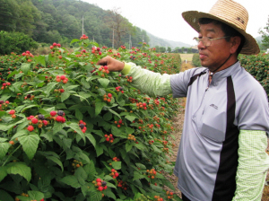 전국 최고 품질 상주 복분자 본격 출하