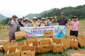 농산물 공동 생산농장서 감자수확 판매