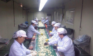  전국 최대 깐마늘 주산지로 급부상 