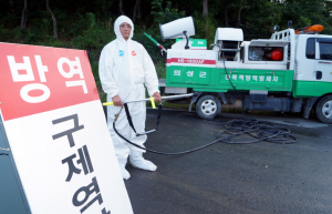 예방백신 100% 접종해도 구제역 발병할까? 