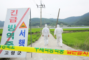 구제역 감염경로 '오리무중' 