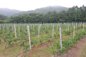 전국 과수재배농업인 영주시 벤치마킹