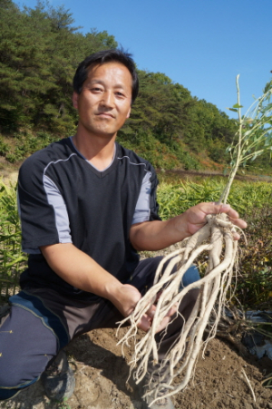 슈퍼도라지로 부농 꿈꾸는 의성 김봉수씨 '화제' 