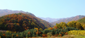 오색단풍 물든 ‘소백산’ 함께 걸어요~