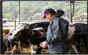 대구시, 춘계 가축 전염병 예방접종 