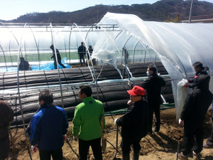 성주 월항면, 강풍에 날린 비닐하우스 복구 총력 