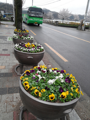 달달한 팬지로 봄의 향연 즐기세요~  