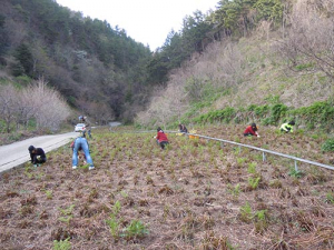 울릉, 산채 수확시기 맞아 농촌일손돕기 실시