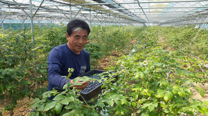 상주, 블루베리 본격 출하