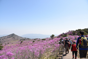 달성군 비슬산 참꽃 대한민국 물들이다