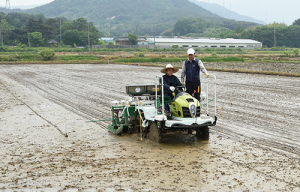 경주 못자리 없는 벼농사 이제는 직파재배가‘대세’