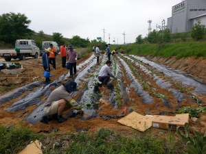 상주 청리면 새마을남·여지도자, 고구마 심기 구슬땀