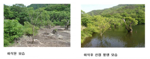 청송 주왕산내 주산지에 이식한 왕버들 생육 양호