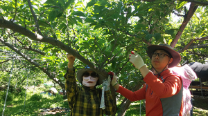 군위군, 봄철 농촌 일손지원 활동 총력