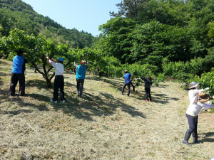 영덕군 강구면사무소 농촌일손돕기‘구슬땀’