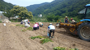 영덕군 남정면 직원들, 농촌일손돕기로 구슬땀