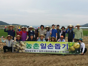 상주시 함창읍, 양파농가 일손돕기 구슬땀