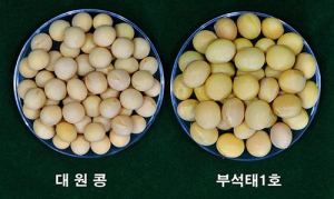 천년지기 부석태 부활