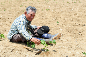 가뭄…농심도 대지도 바짝 말랐다