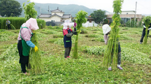 안동, 가뭄 이겨낸 금소마을 대마 수확‘열기’ 