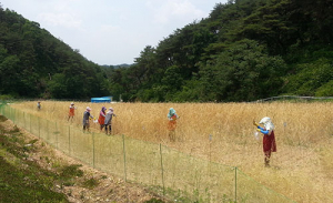 동계작물 조사료 연구로 축산 경쟁력 높인다