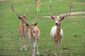 녹용의 효능… 남녀노소  아무나 먹어도 효과 ‘갑’
