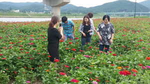 포항시 유강IC 형산 강변에 백일홍꽃 활짝