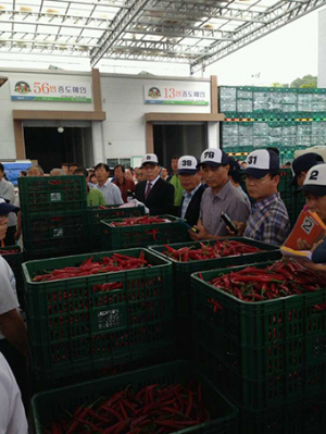 울진, 홍고추 출하장려금 지원사업 일거 삼득