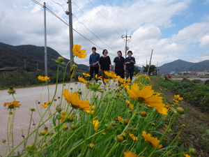 영덕읍 천전리 오십천 황금색 물결로