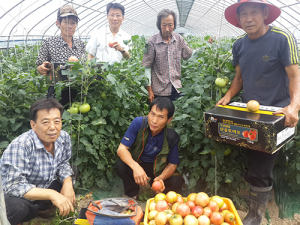 달성 가창면 정대리 친환경 토마토 출하