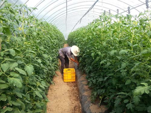 봉화군 ‘법전태백산 찰토마토’본격 출하