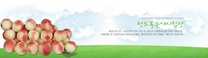 달고 맛있는 경북대표 복숭아 맛보러 오이소! 