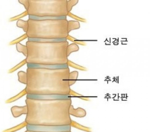 허리디스크에 좋은 운동 ‘활 자세’로 허리 통증 해결에 몸매 교정까지?