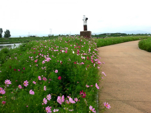 경산 하양읍, 여름 코스모스 활짝‘눈길’