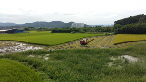 구미 선산읍 첫 벼 베기