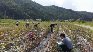 안동 강남동, 도심속 추억의 목화밭에서 목화솜 첫 수확